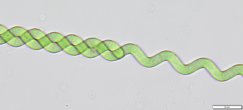 Arthrospira jenneri, 2026-03-22