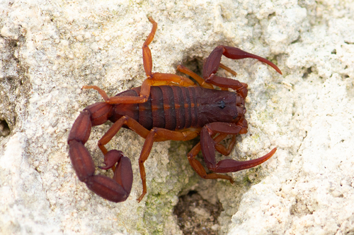 Slender Brown Scorpion