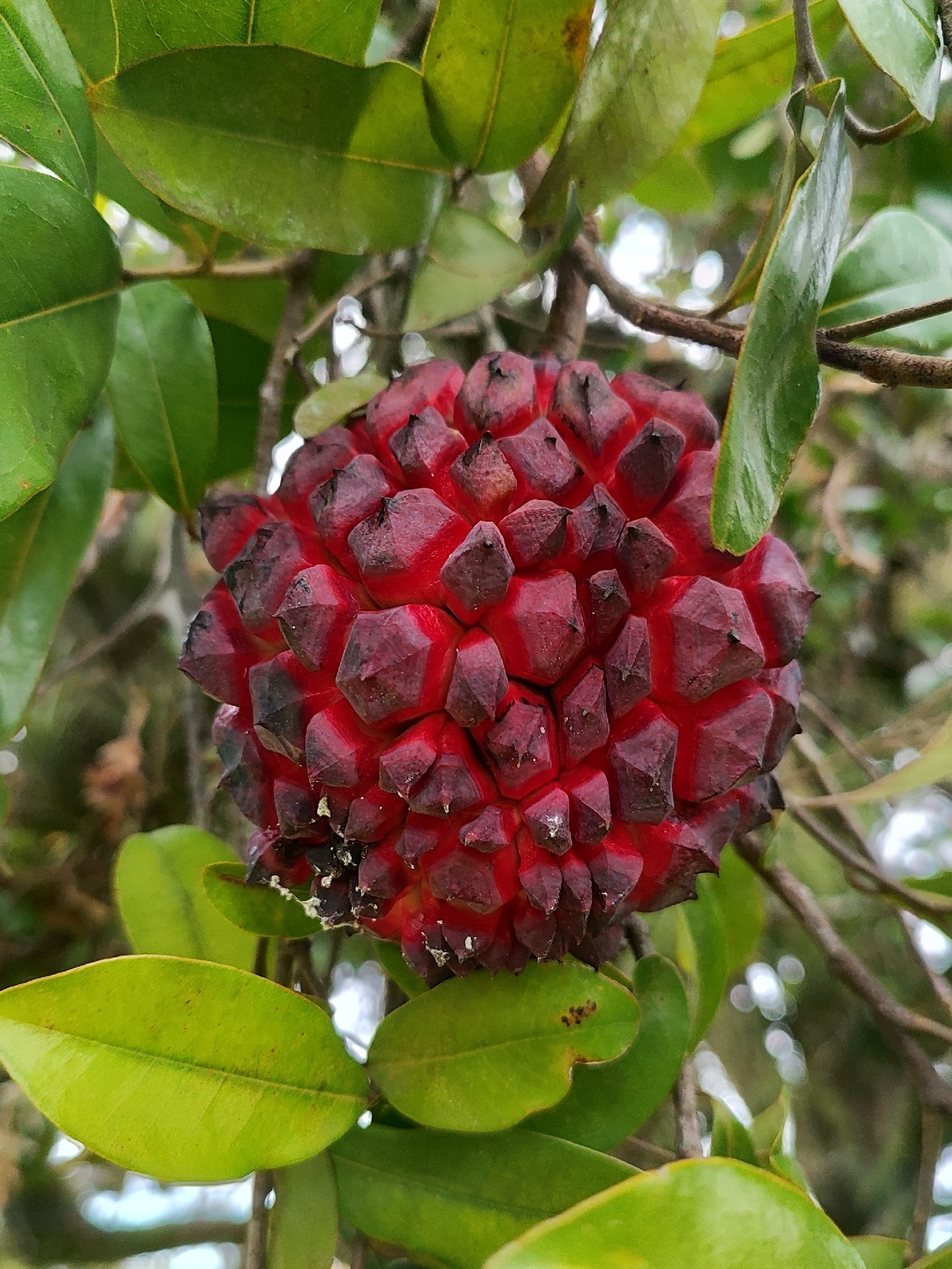 Duguetia lanceolata