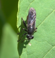 Lampria bicolor