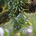 Bulbophyllum radicans - Photo (c) Aaron Bean, some rights reserved (CC BY-NC), uploaded by Aaron Bean
