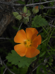 Sphaeralcea coulteri