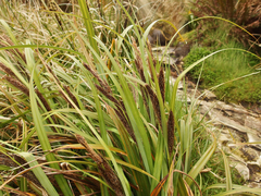 Carex trifida
