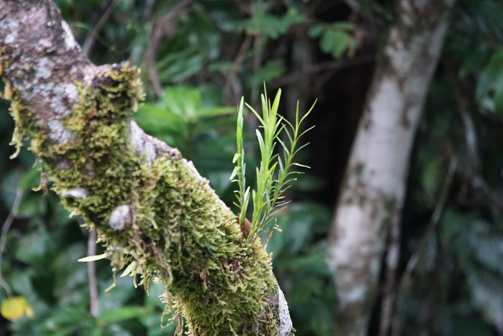 Dendrobium baileyi F.Muell. 2