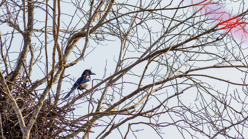 Oriental Magpie