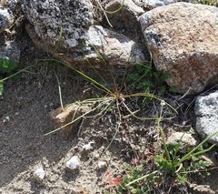Mentzelia involucrata