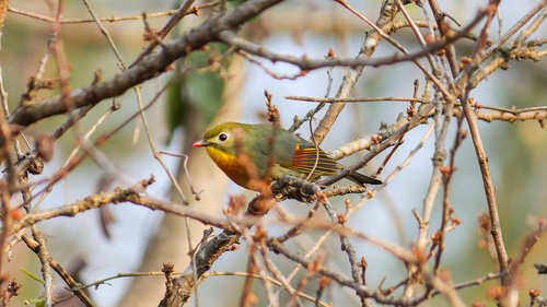 Red-billed Leiothrix
