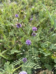 Astragalus didymocarpus