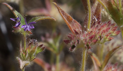 Trichostema rubisepalum