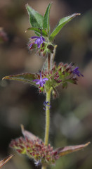 Trichostema rubisepalum