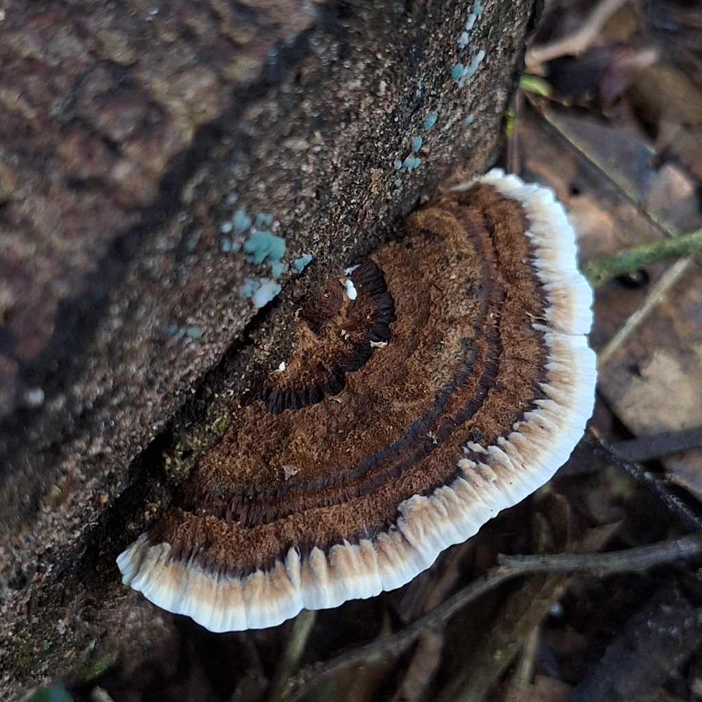 Coriolopsis caperata · March 2026 · photo: © deniszabin (iNaturalist, cc-by)