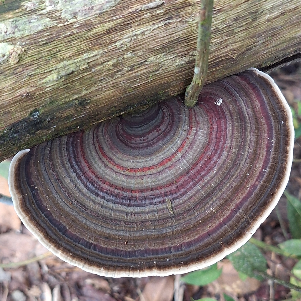 Hexagonia papyracea · March 2026 · photo: © deniszabin (iNaturalist, cc-by)