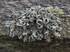 Imshaugia placorodia