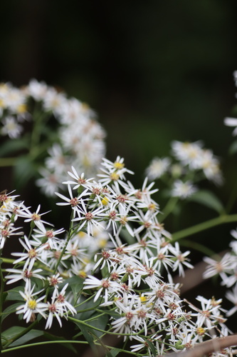 Aster ageratoides