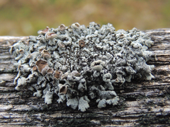 Imshaugia placorodia
