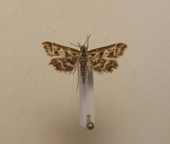 Diasemia grammalis