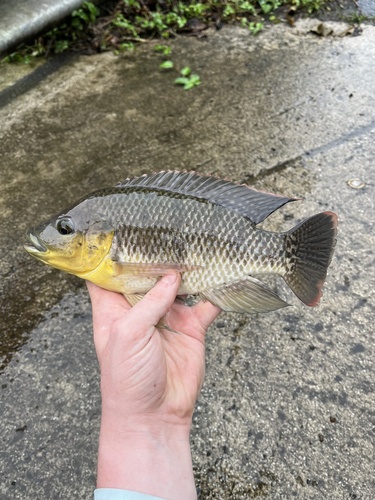 Oreochromis mossambicus