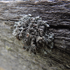 Imshaugia placorodia