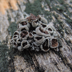 Imshaugia placorodia