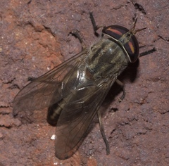 Tabanus subsimilis