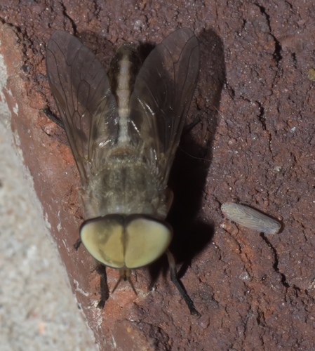 Tabanus similis photo 2