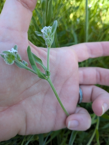 valley popcornflower (Plagiobothrys canescens)