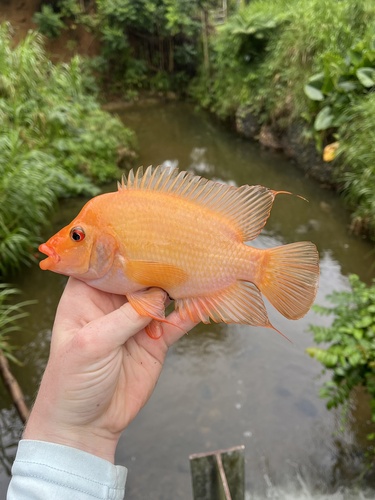 Amphilophus citrinellus