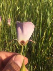 Calochortus catalinae