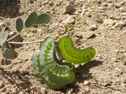 Port Royal senna (Senna italica)