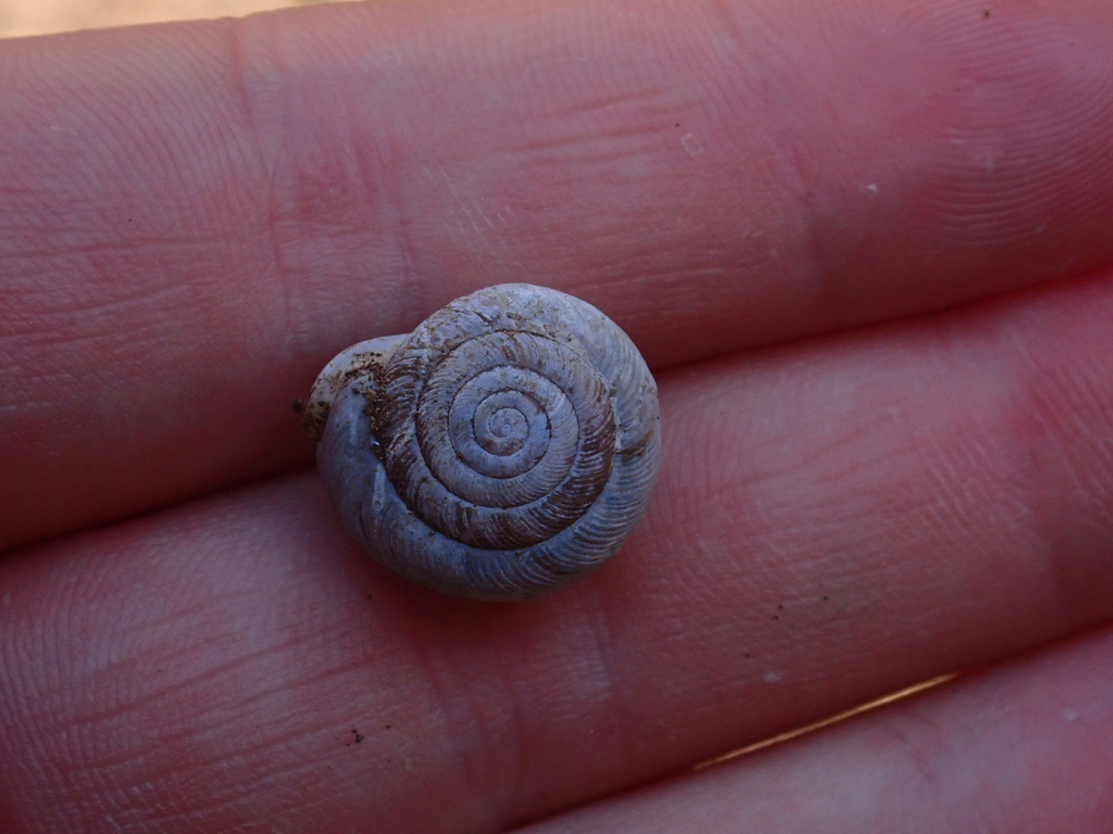 Dished Threetooth in March 2026 by Oscar U · iNaturalist