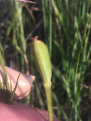 Calochortus catalinae