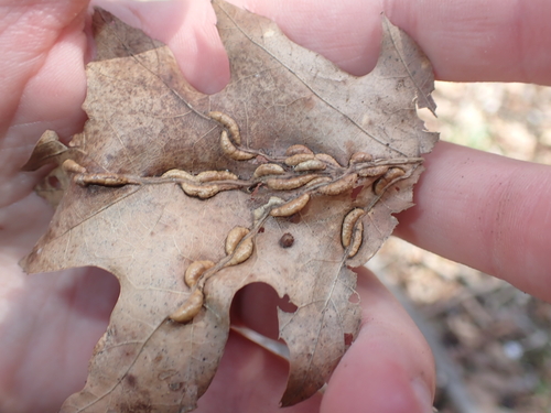Unknown species found near Montgomery County, VA, USA