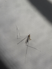 Tipuloidea