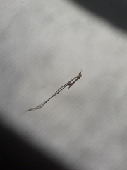 Tipuloidea