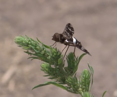 Exoprosopa caliptera