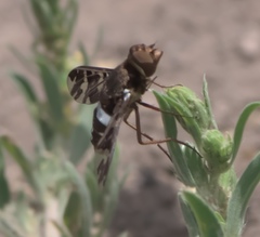 Exoprosopa caliptera