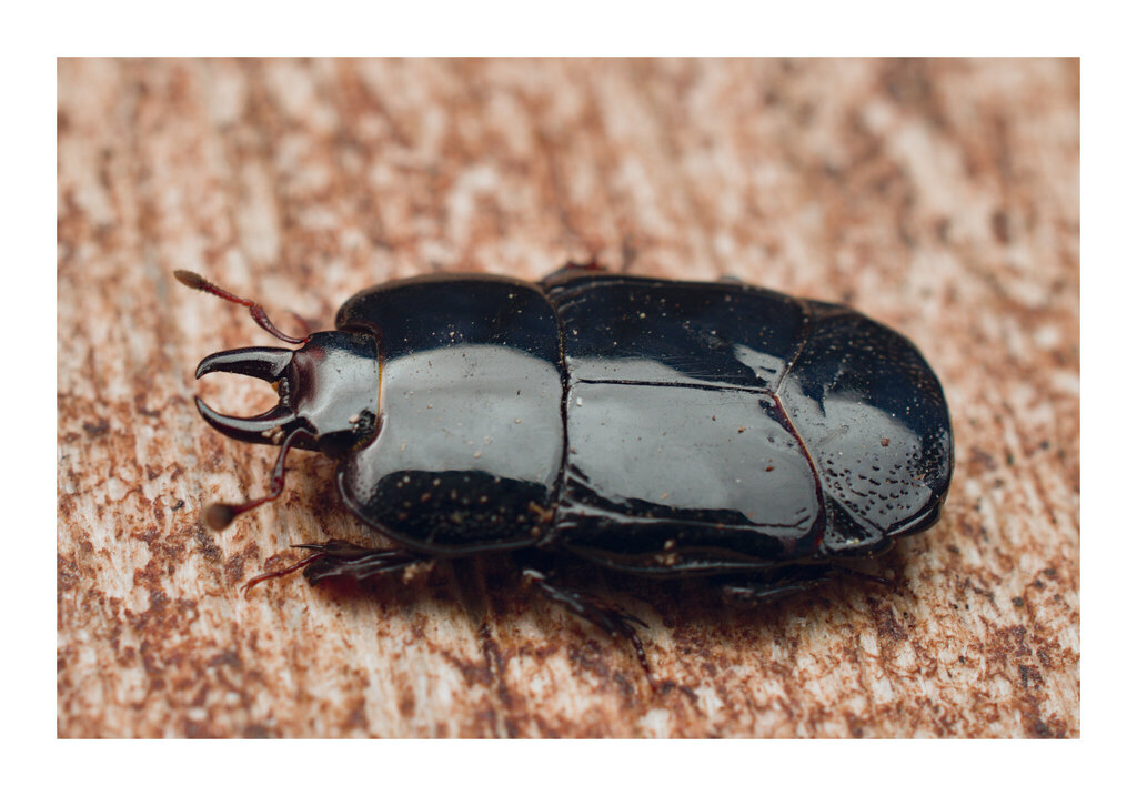 Hololepta lucida