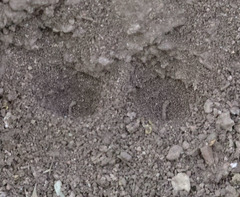 Vermileo comstocki