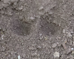 Vermileo comstocki