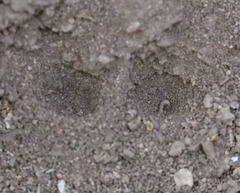 Vermileo comstocki