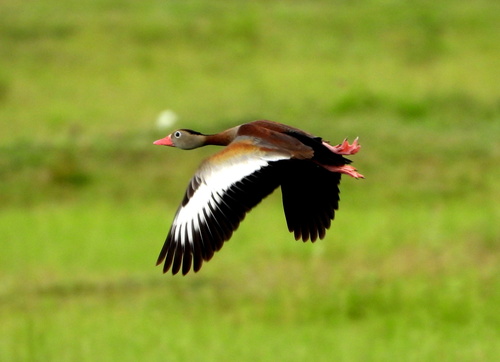 Black-bellied Whistling-Duck