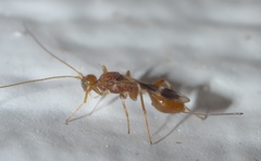 Doryctinae