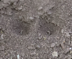 Vermileo comstocki