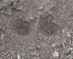 Vermileo comstocki