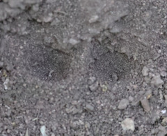 Vermileo comstocki