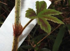 Rubus reflexus