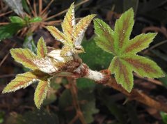 Rubus reflexus