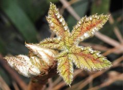 Rubus reflexus