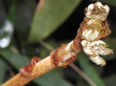 Rubus reflexus
