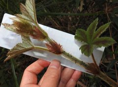 Rubus reflexus